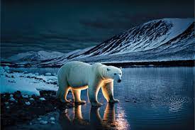 Polar Bear Populations Decline in Greenland Over 20,000 Years Due to Climate Change