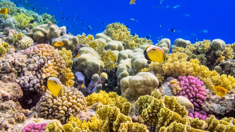 Revealing the Hidden World: Satellite Technology Unveils Vast Expansion of Global Coral Reefs