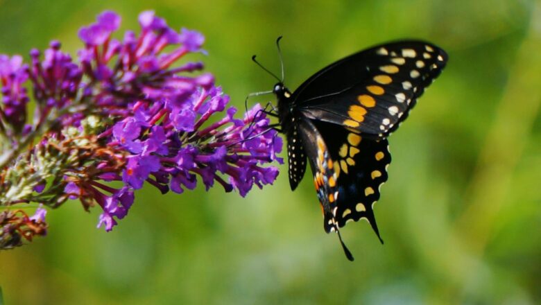 Fluttering Hopes and Fading Wings: The Tale of Britain’s Butterflies