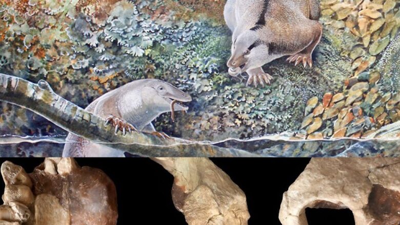 Newly Discovered Fossils Suggest Ancient Age of Monotremes in Australia