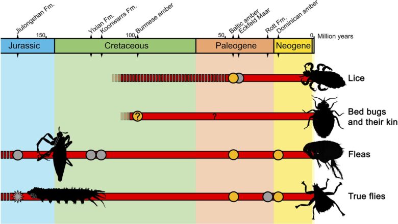 Study Reveals Predictable Patterns in Stick Insect Evolution