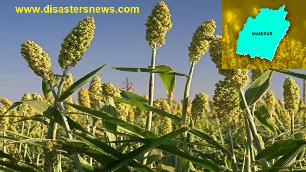 Farmers in Manipur Turn to Climate-Resilient Millets Amid Agricultural Challenges