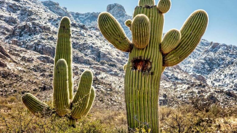 Rare Tree Cactus Goes Extinct in Florida a Grim First for Sea Level Rise