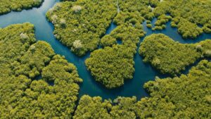 mangroves