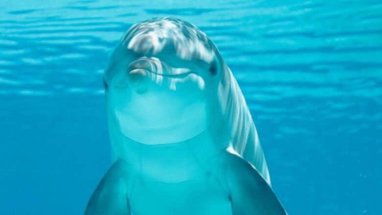 Lonely Dolphin Found “Talking” to Himself Scientists Unveil Fascinating Findings