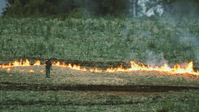 Stubble Burning and Pollution: ICAR Warns of Irreparable Damage to Soil and Air Quality