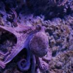 Scientists Suggest That Octopus Could Rule Earth if Humans Disappear