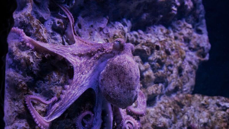 Scientists Suggest That Octopus Could Rule Earth if Humans Disappear