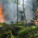 15,000 Deaths from Wildfire Smoke Linked to Climate Change in U.S. Study Finds