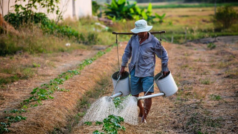 Saint Kitts Farmers Battle Drought with Climate Tech Amid Mounting Water Crisis