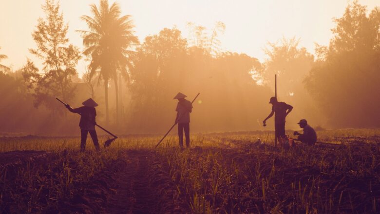 Ghana Youth Show Surprising Interest in Farming Despite Climate Challenges