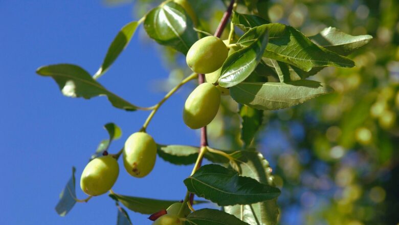 Jujube Trees Offer Hope Amid Conflict and Climate Struggles in Afghanistan