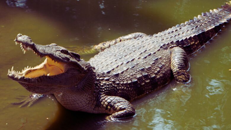 Climate Change Alters Crocodile Behavior as Temperatures Rise