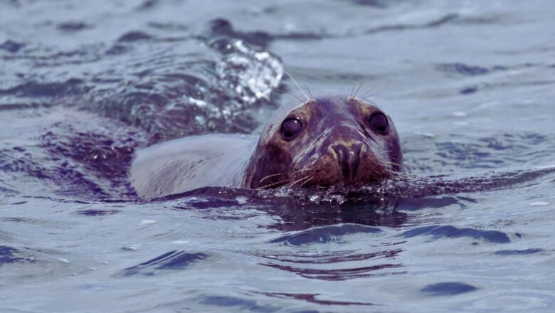 Rising Ocean Heat Waves Threaten Arctic Marine Mammals with Higher Mortality, Lower Reproduction: Study