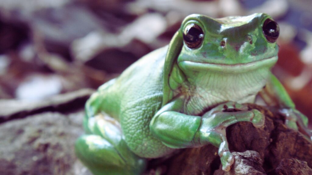 Climate Change Pushing Amphibians Beyond their Tolerance  Heatwave Study Warns