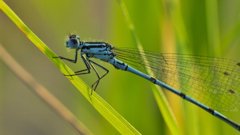 Urbanisation Disappear Eight Dragonfly Species from Pune as 27 New Ones Discovered