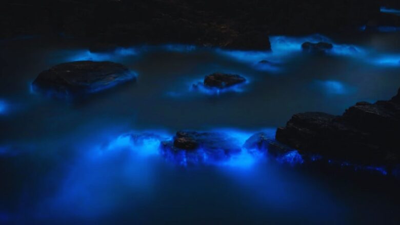 Kochi’s Bioluminescent Backwaters Hide an Ecological Crisis