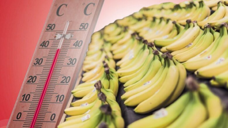 Heat Threatens Latin America Banana Industry, Puts Global Supply at Risk
