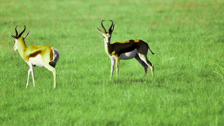 South Africa Deputy Minister Calls for Bold Financing to Tackle Africa’s Biodiversity Crisis