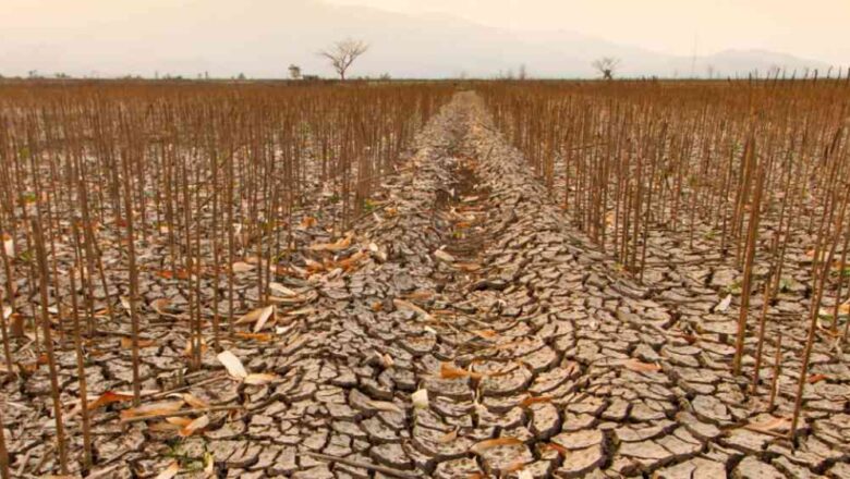 OECD Warns Global Drought Risk Doubling Costs to Rise Sharply by 2035