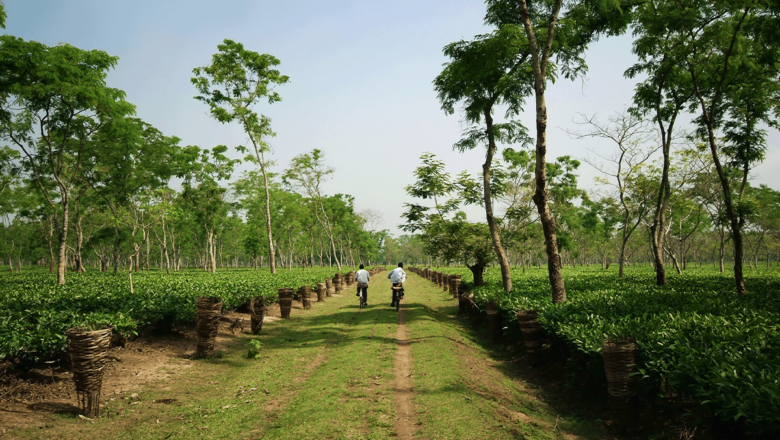 Prayagraj Farmers Join UP Carbon Credit Drive, Eye Extra Income and Greener Fields