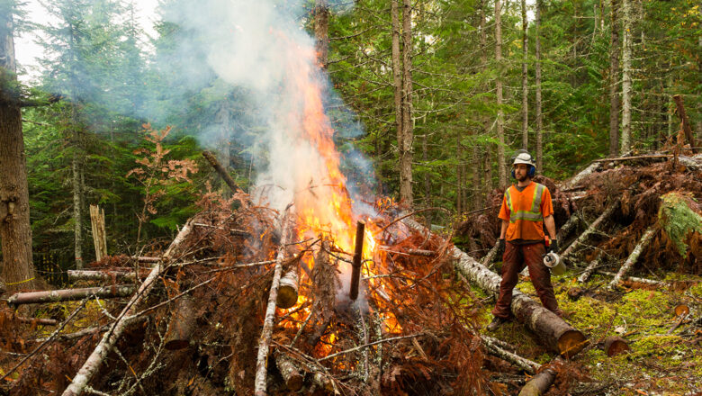 Stanford Study Confirms Prescribed Burns Slash Wildfire Intensity, Smoke Pollution Across Western U.S.