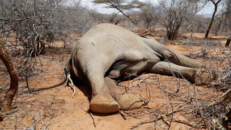 Mass Wildlife Deaths in Africa and Amazon Linked to Global Heating, UN Report Warns