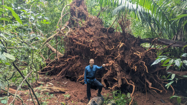 Silent Storms Loud Impact: Thunderstorms Emerge as Major Killer in Tropical Forests