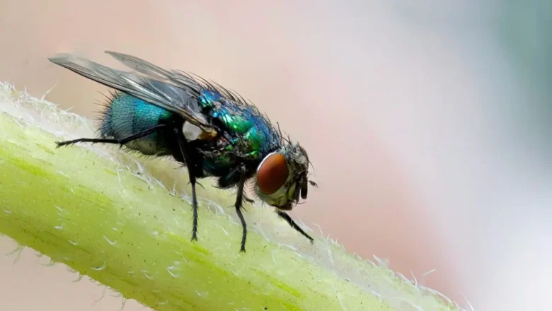 Flesh-eating parasite prompts US livestock import ban as screwworm threat resurfaces