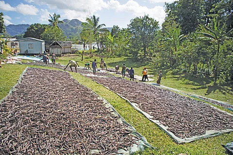 Climate Threatens Vanilla Natural Pollination Link by 2050, Study Warns