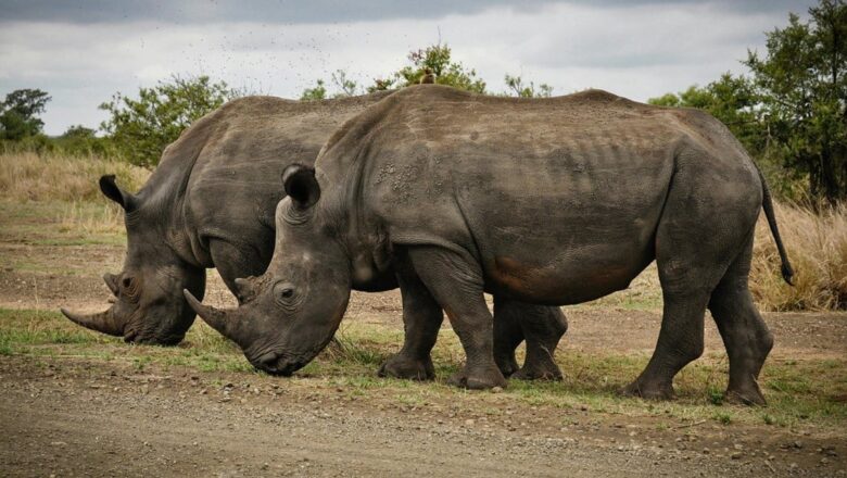 South Africa Bets on Innovation and Unity in Bold Rhino Rescue Drive