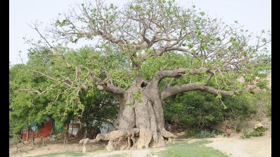 Parijat Tree Faces Extinction Risk, Scientists Call for Botanical Reclassification