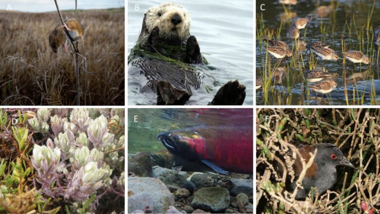 Africa wetlands face crisis as development pressure accelerates decline