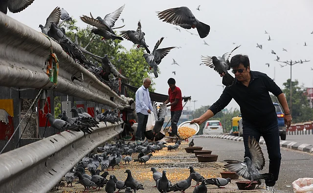 Delhi on Alert as ‘Rats from the Sky’ Threaten Public Health, Buildings