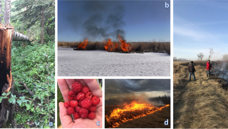 Canada Wildfire Future: Study Calls for “Living with Fire” Through Indigenous Burns, Community Action