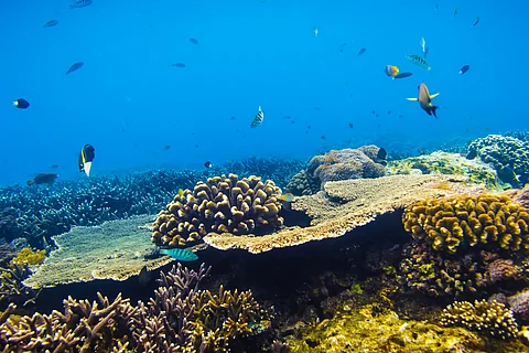 Lakshadweep Reefs Lose Half Their Coral in 24 Years: Study Warns of Fragile Recovery Amid Rising Heatwaves