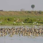 Why Thousands of Birds Migrate 5000 km to a Hidden Wetland in Uttar Pradesh