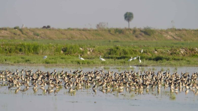 Why Thousands of Birds Migrate 5000 km to a Hidden Wetland in Uttar Pradesh