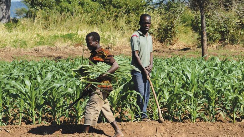 Africa Farmers Are Fighting Climate Change But Global Funding Must Catch Up