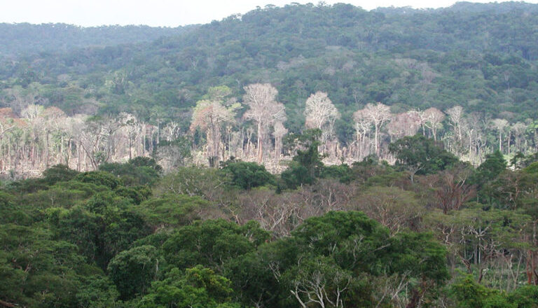 Amazon Faces Drought Threat as Atlantic Ocean Current Slows, Study Warns