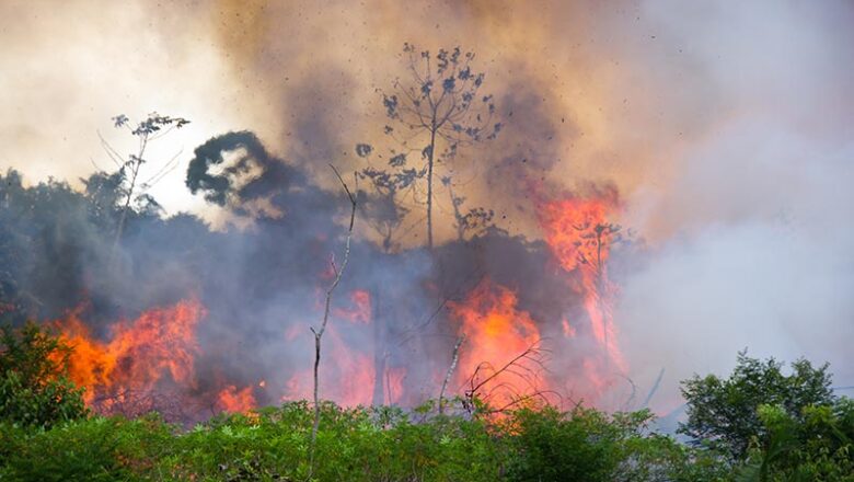 Amazon Forests Burned by Fire Stay Hot for Decades, Hampering Regrowth Climate Role