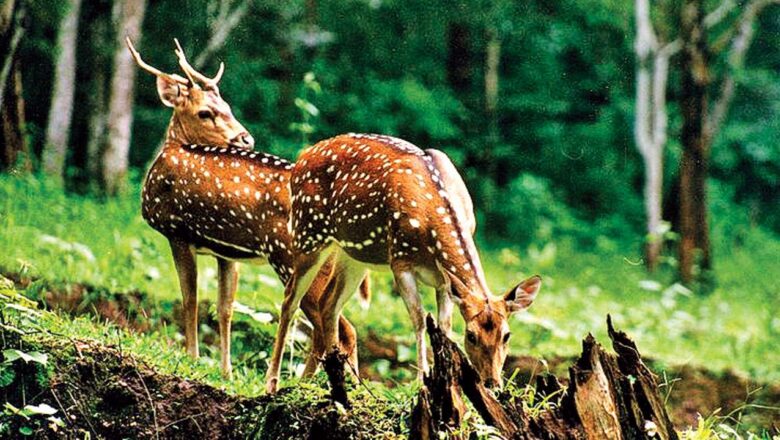 India Wildlife Crime Crackdown States, Agencies Unite to Protect Biodiversity