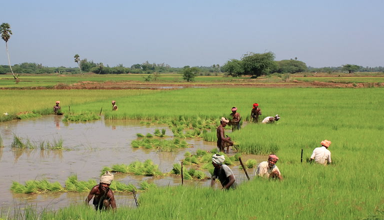 Tamil Nadu Rainforest Revival Mission: A Bold Step Toward Climate and Ecological Resilience