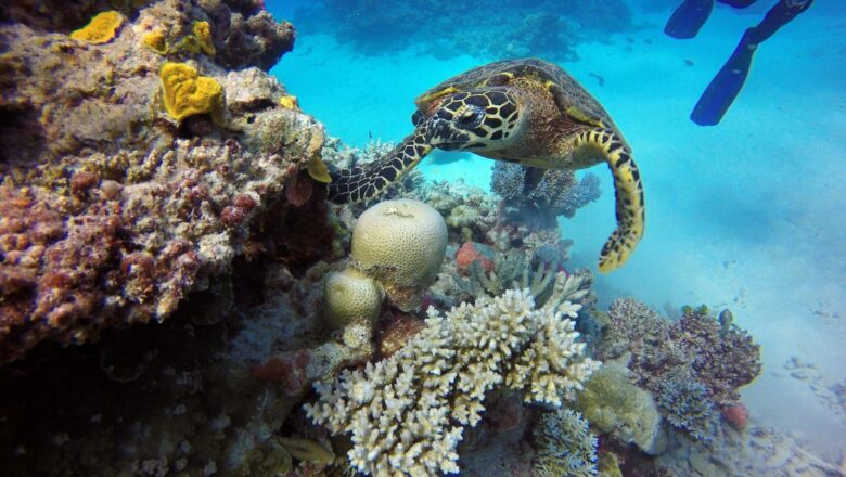 Great Barrier Reef Suffers Worst Coral Loss in Nearly 40 Years Due to Climate Change