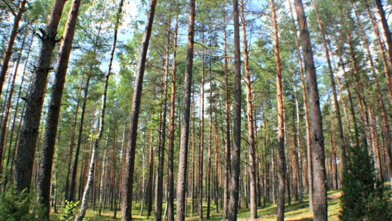 Climate Change Weakens Europe Forests as Carbon Sinks, Threatening EU Climate Targets