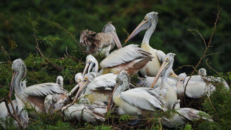 Changing Rainfall Alters Bird Migration in Tamil Nadu