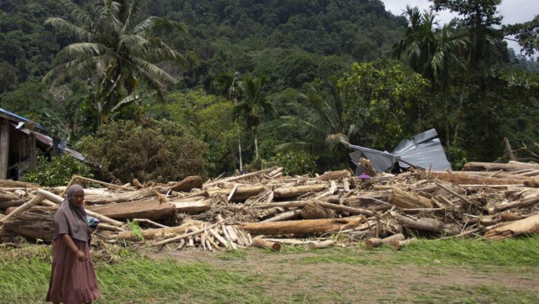 Indonesia Forest Loss Slows but Idle Land Raises New Environmental Fears