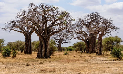 Soil Science Gaps Leave Poorest Nations at Risk of Climate, Biodiversity Loss
