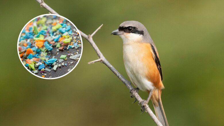 Explainer: How Microplastics Are Silencing India Birds