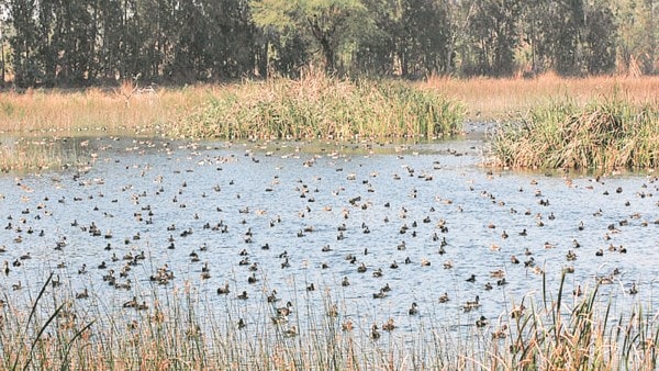 Delhi Yamuna Floodplains: Between Wild Revival and Manicured Lawns